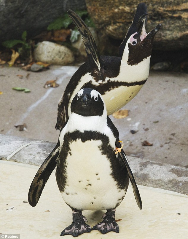 Фотография: Канадский зоопарк разлучит пингвинов-геев №8 - BigPicture.ru