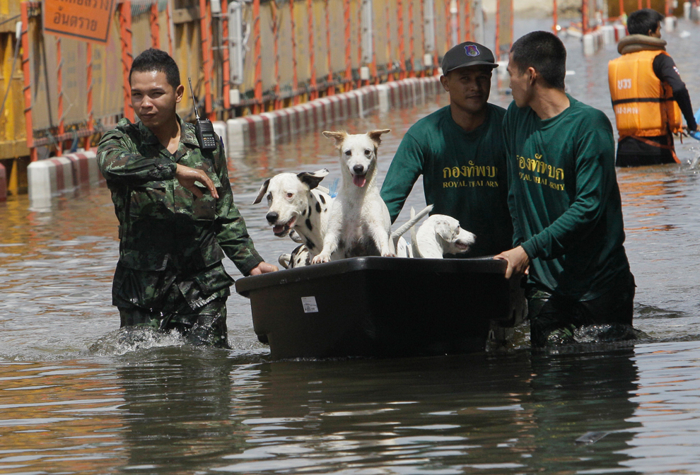 Фотография: Как находчивые тайцы справляются с последствиями наводнения №13 - BigPicture.ru