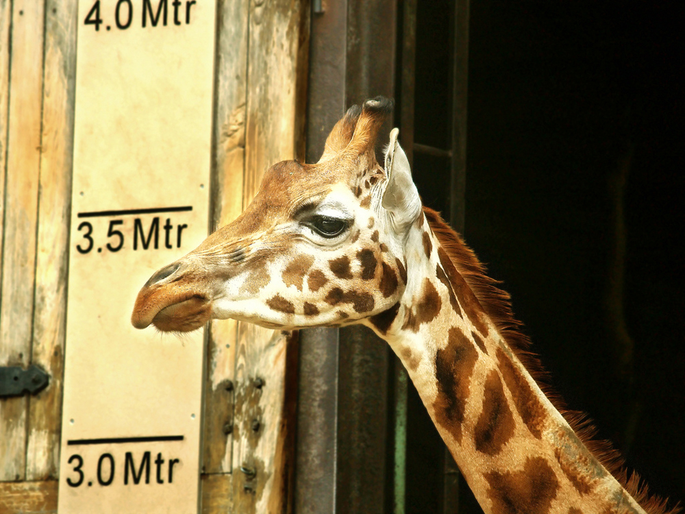 Фотография: 10 фактов о жирафах №3 - BigPicture.ru