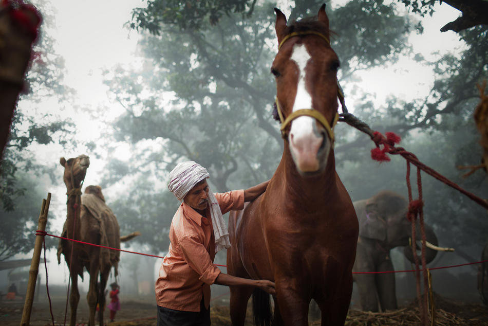 Фотография: Ярмарка животных в Индии №13 - BigPicture.ru
