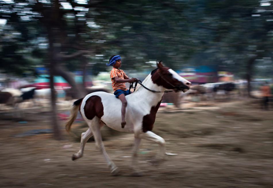 Фотография: Ярмарка животных в Индии №14 - BigPicture.ru
