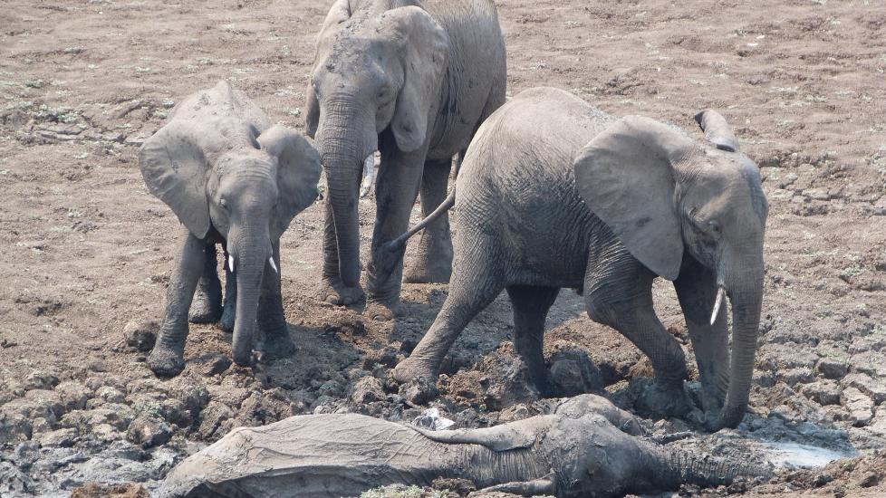Фотография: Спасение слоненка и его мамы №3 - BigPicture.ru