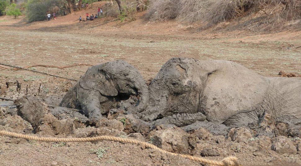 Фотография: Спасение слоненка и его мамы №7 - BigPicture.ru