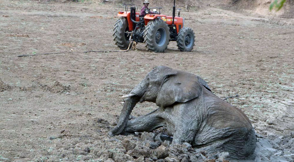 Фотография: Спасение слоненка и его мамы №13 - BigPicture.ru