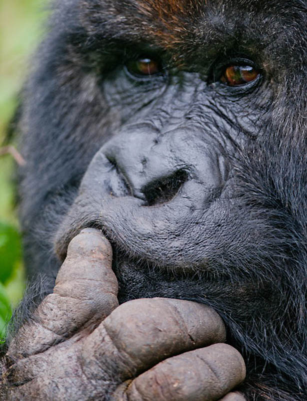 Фотография: Надежда для диких горилл в Руанде №11 - BigPicture.ru