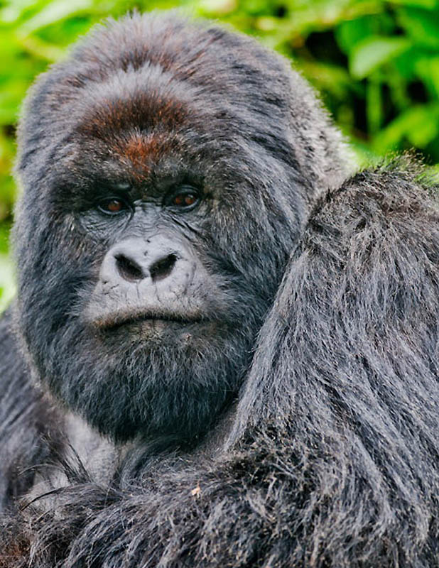 Фотография: Надежда для диких горилл в Руанде №13 - BigPicture.ru