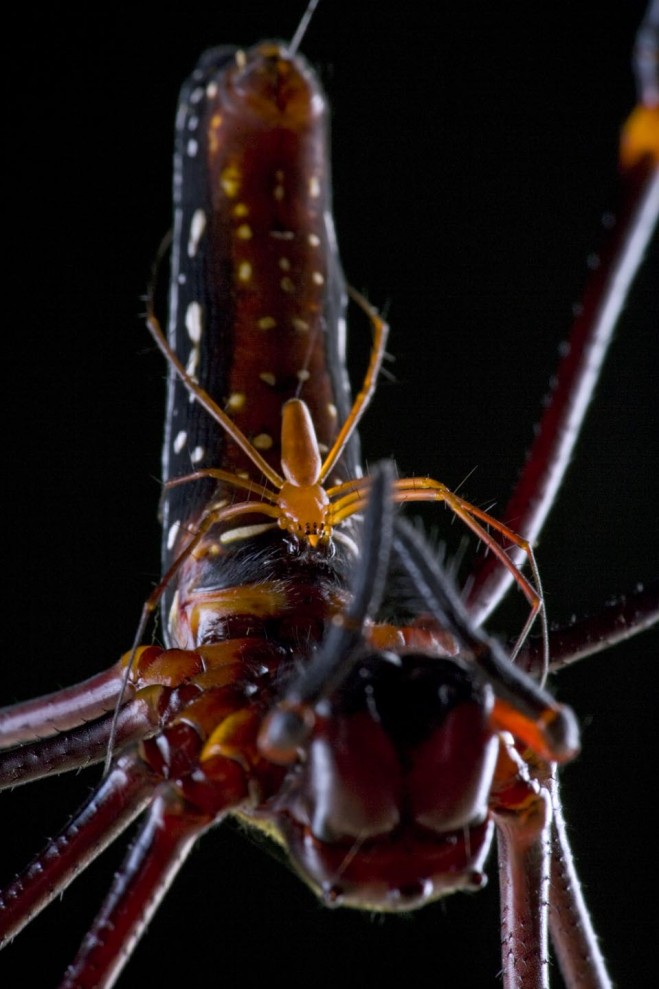 Фотография: Половая жизнь пауков и насекомых №2 - BigPicture.ru
