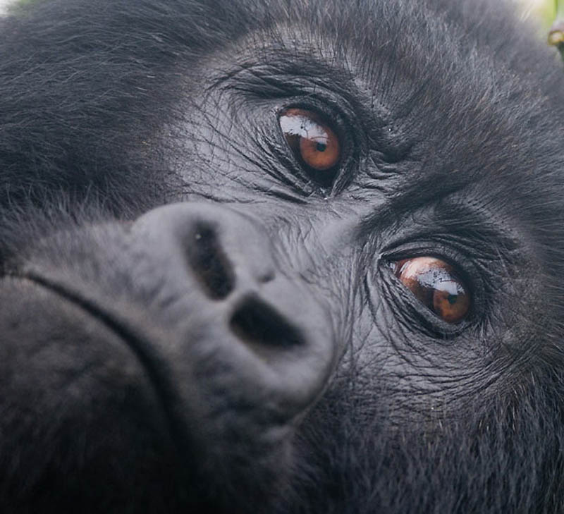 Фотография: Надежда для диких горилл в Руанде №14 - BigPicture.ru