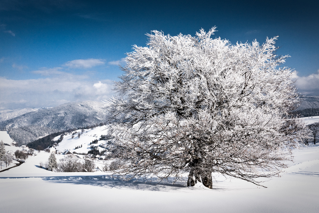 Фотография: Поэзия зимы №22 - BigPicture.ru