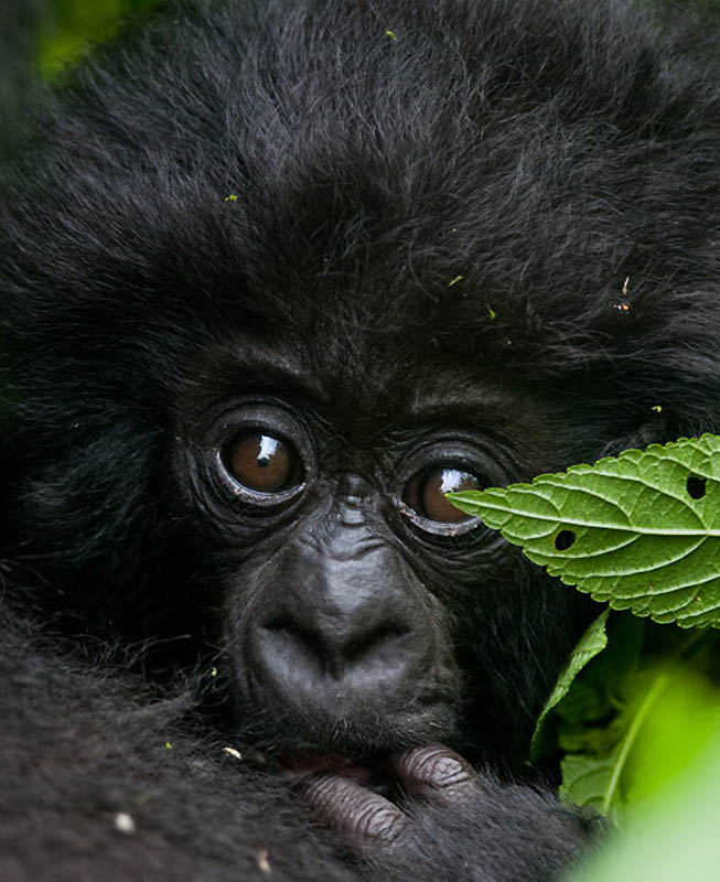 Фотография: Надежда для диких горилл в Руанде №3 - BigPicture.ru