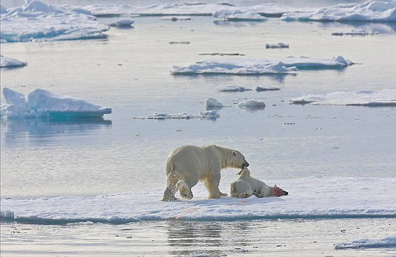 Фотография: Полярный медведь-каннибал №4 - BigPicture.ru
