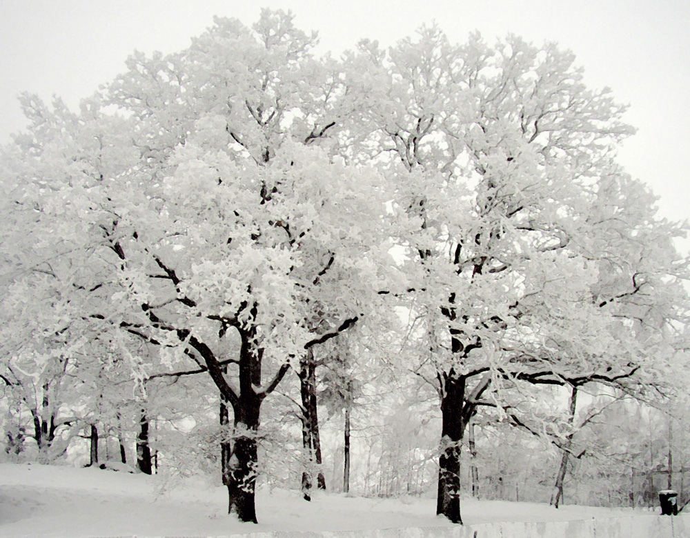 Фотография: Поэзия зимы №34 - BigPicture.ru