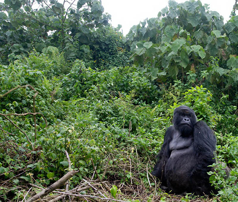 Фотография: Надежда для диких горилл в Руанде №4 - BigPicture.ru