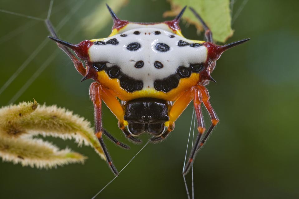 Фотография: Половая жизнь пауков и насекомых №5 - BigPicture.ru
