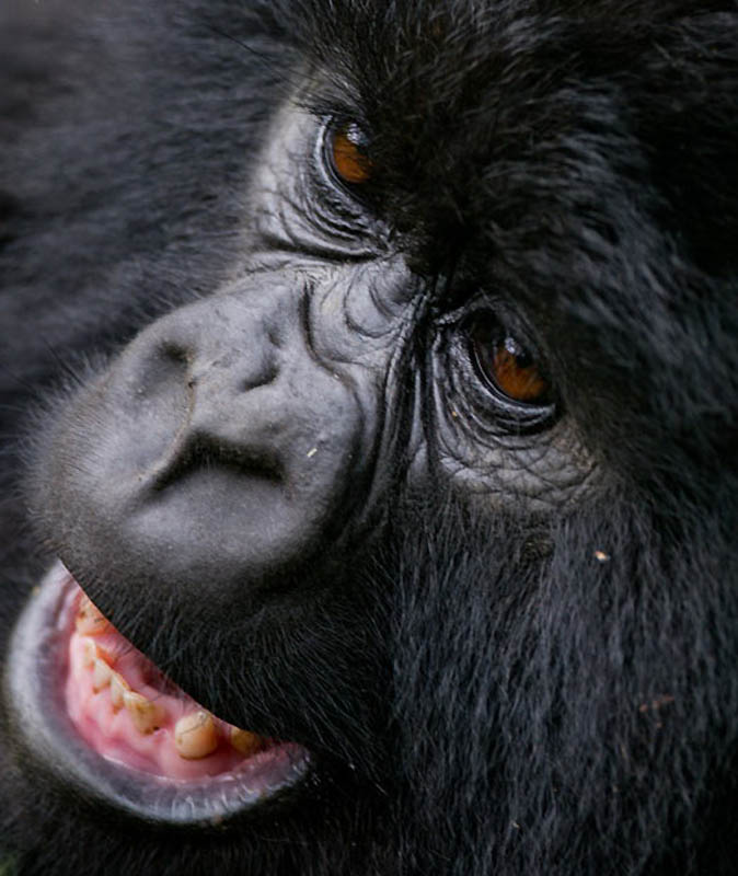 Фотография: Надежда для диких горилл в Руанде №5 - BigPicture.ru