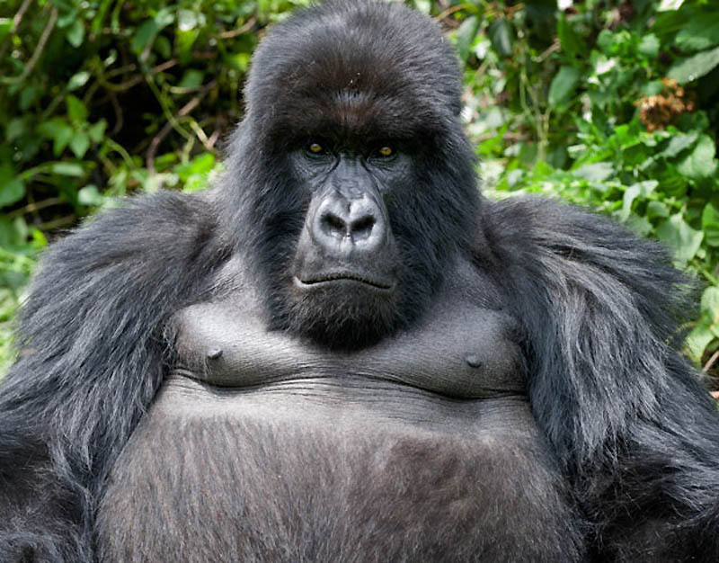 Фотография: Надежда для диких горилл в Руанде №6 - BigPicture.ru