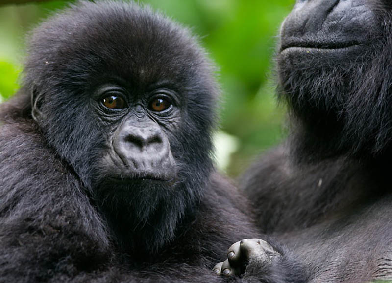 Фотография: Надежда для диких горилл в Руанде №7 - BigPicture.ru
