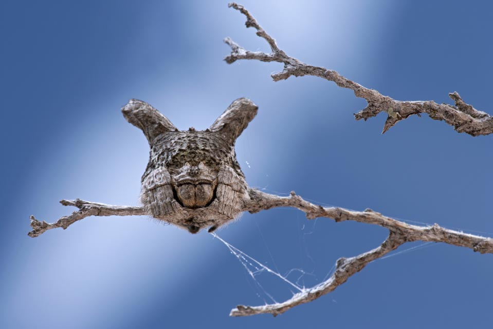 Фотография: Половая жизнь пауков и насекомых №7 - BigPicture.ru