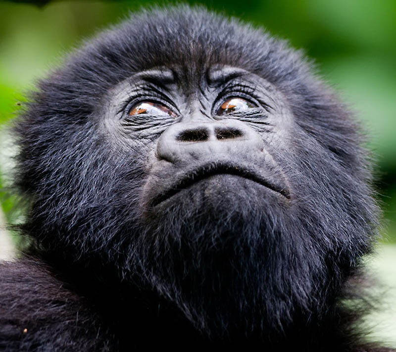 Фотография: Надежда для диких горилл в Руанде №8 - BigPicture.ru