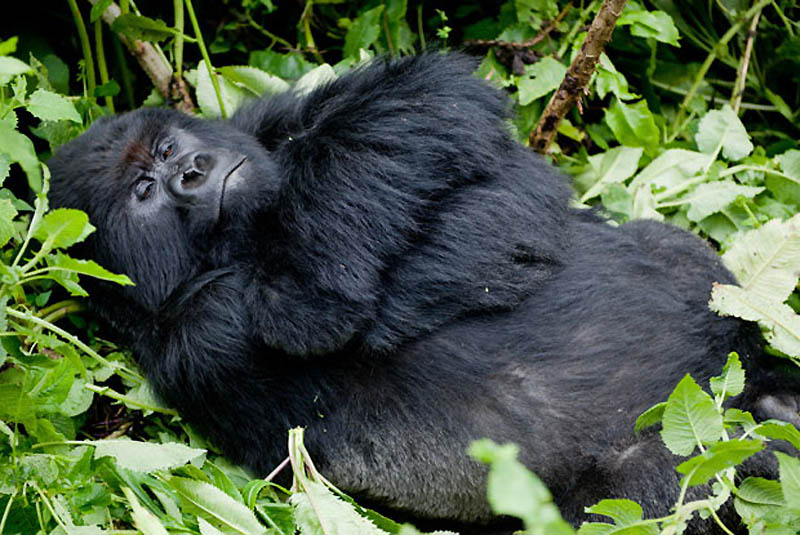 Фотография: Надежда для диких горилл в Руанде №9 - BigPicture.ru