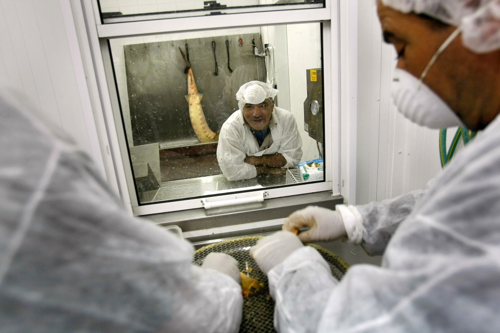 Как  производят черную икру в Израиле. ФОТО