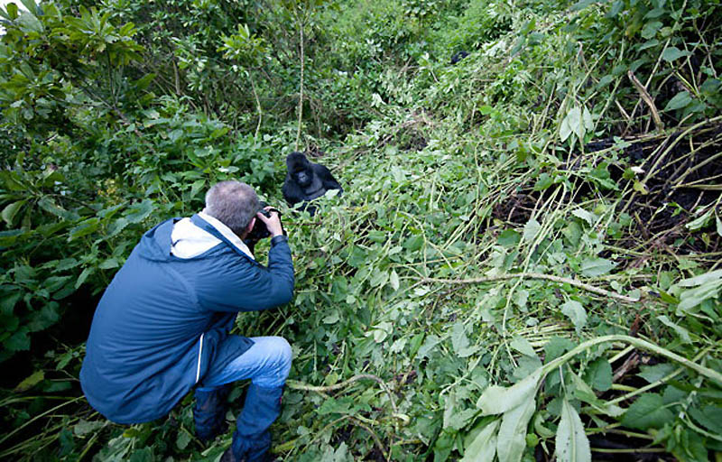 Фотография: Надежда для диких горилл в Руанде №10 - BigPicture.ru