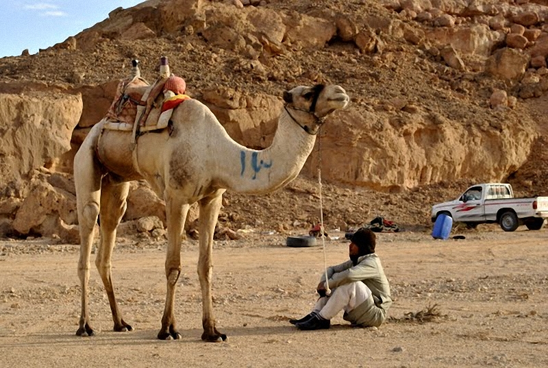 Фотография: Camel Race, а еще, как не спешить по-бедуински №16 - BigPicture.ru