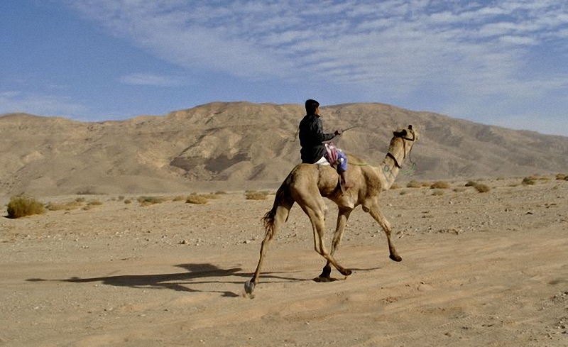 Фотография: Camel Race, а еще, как не спешить по-бедуински №22 - BigPicture.ru