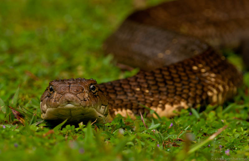 Королевская кобра : удивительные факты