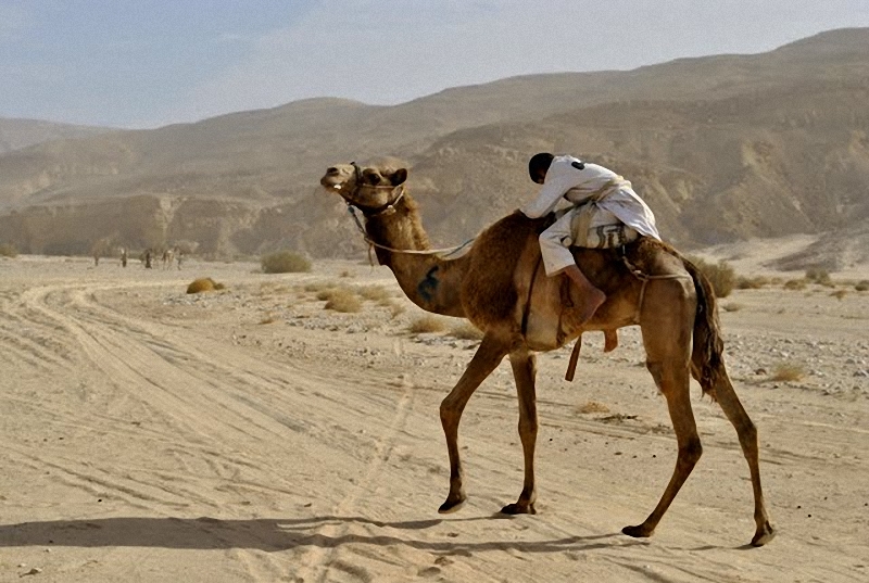 Фотография: Camel Race, а еще, как не спешить по-бедуински №26 - BigPicture.ru