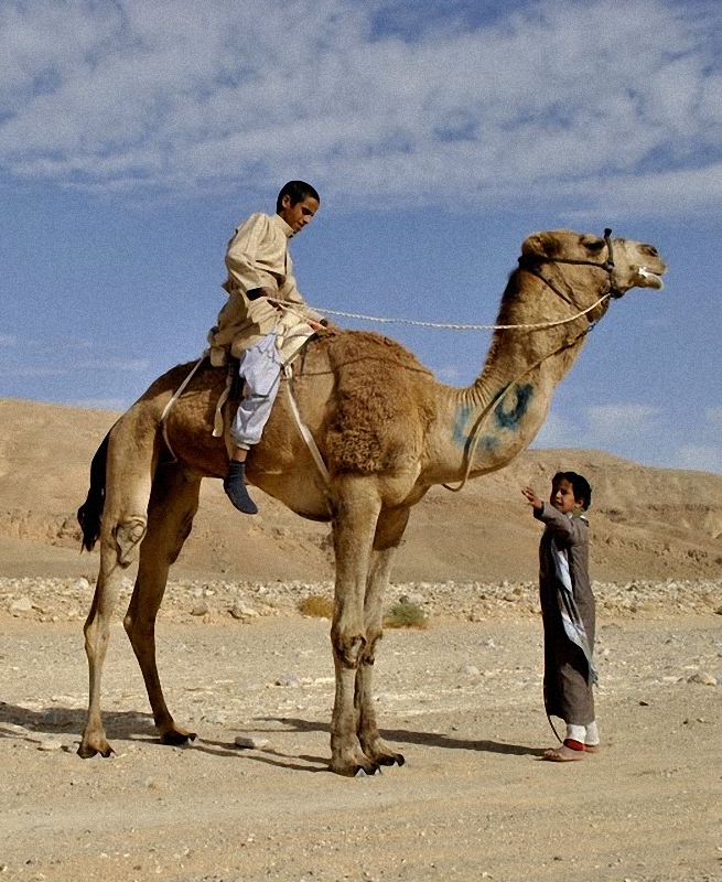 Фотография: Camel Race, а еще, как не спешить по-бедуински №29 - BigPicture.ru