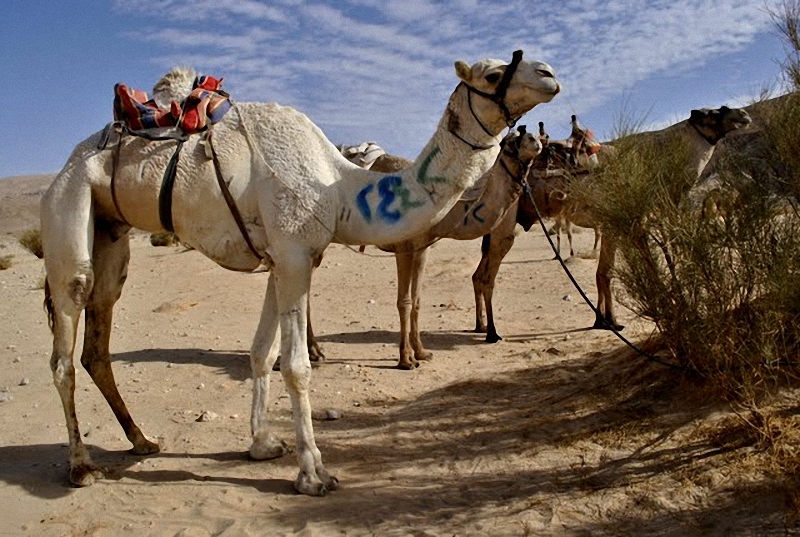 Фотография: Camel Race, а еще, как не спешить по-бедуински №37 - BigPicture.ru