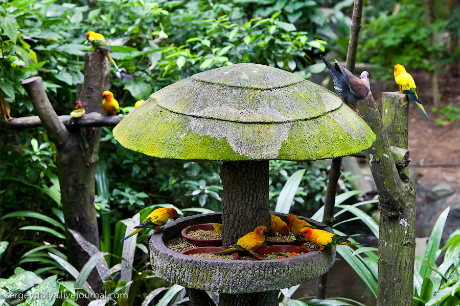 Фотография: Сингапурский парк птиц №12 - BigPicture.ru