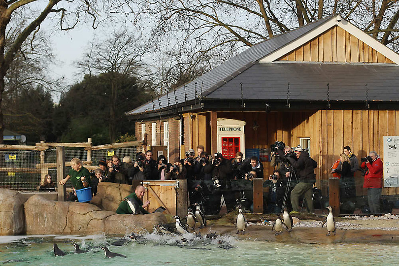Фотография: Перепись населения Лондонского зоопарка №13 - BigPicture.ru