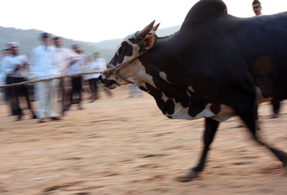 Фотография: Бои быков в Индии №13 - BigPicture.ru