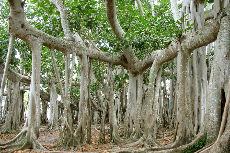 Фотография: Баньян - национальное дерево Индии №1 - BigPicture.ru