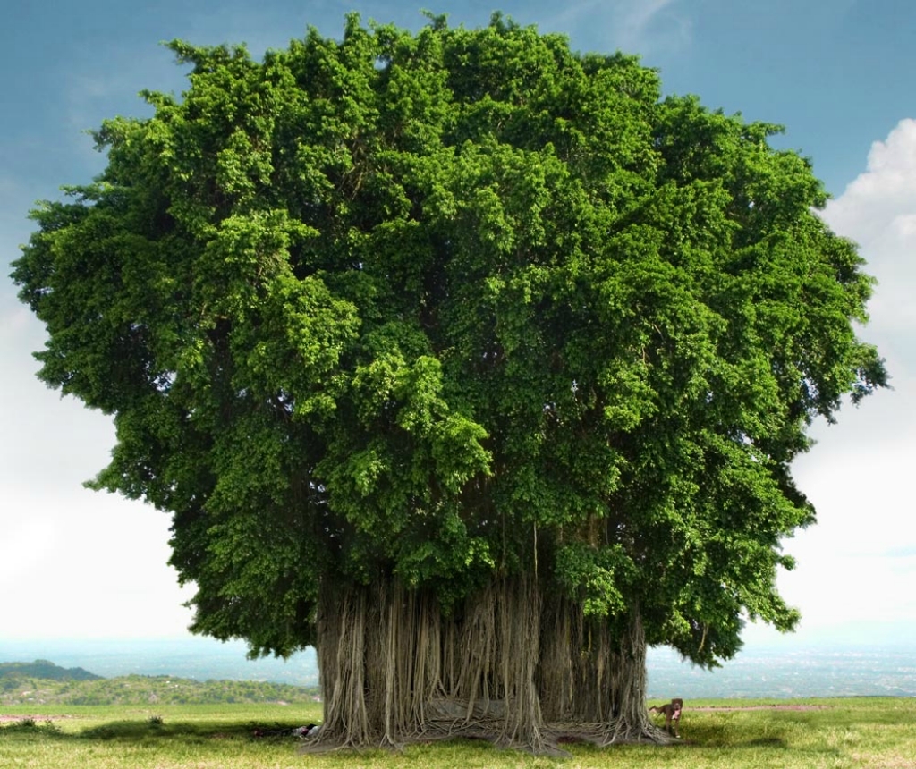 Фотография: Баньян - национальное дерево Индии №13 - BigPicture.ru