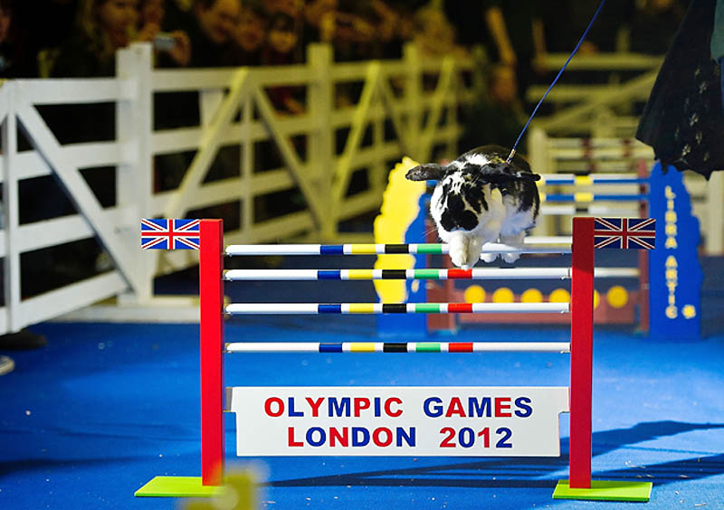 Фотография: В Лондоне прошла кроличья Олимпиада №2 - BigPicture.ru