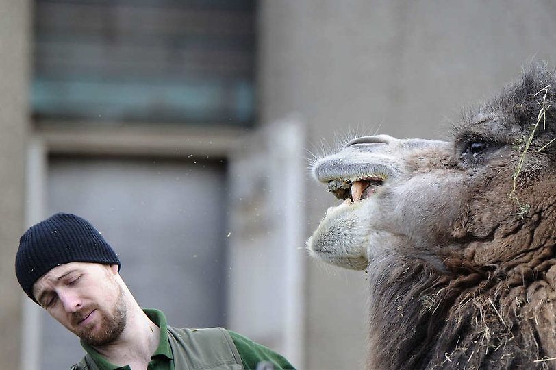 Фотография: Перепись населения Лондонского зоопарка №15 - BigPicture.ru