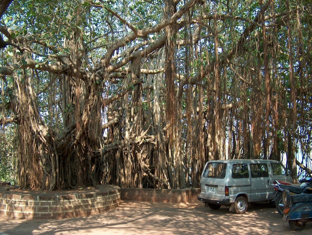 Фотография: Баньян - национальное дерево Индии №15 - BigPicture.ru