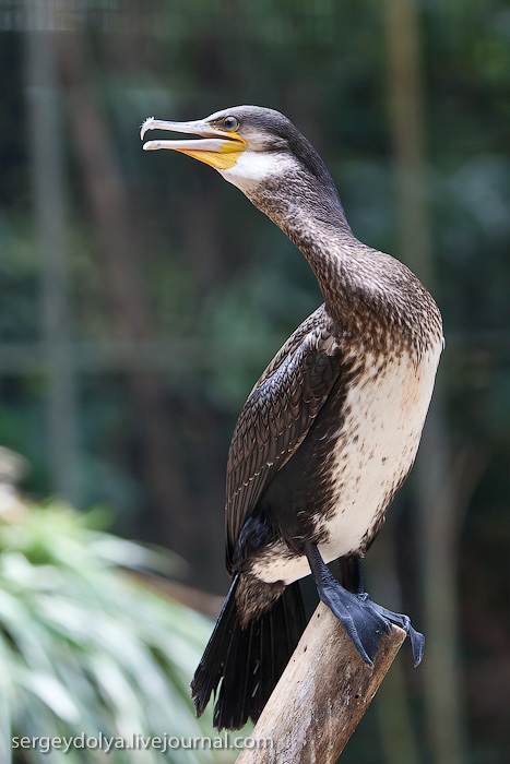 Фотография: Сингапурский парк птиц №19 - BigPicture.ru