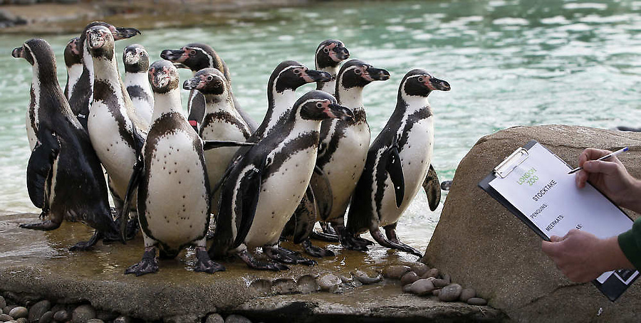 Фотография: Перепись населения Лондонского зоопарка №21 - BigPicture.ru