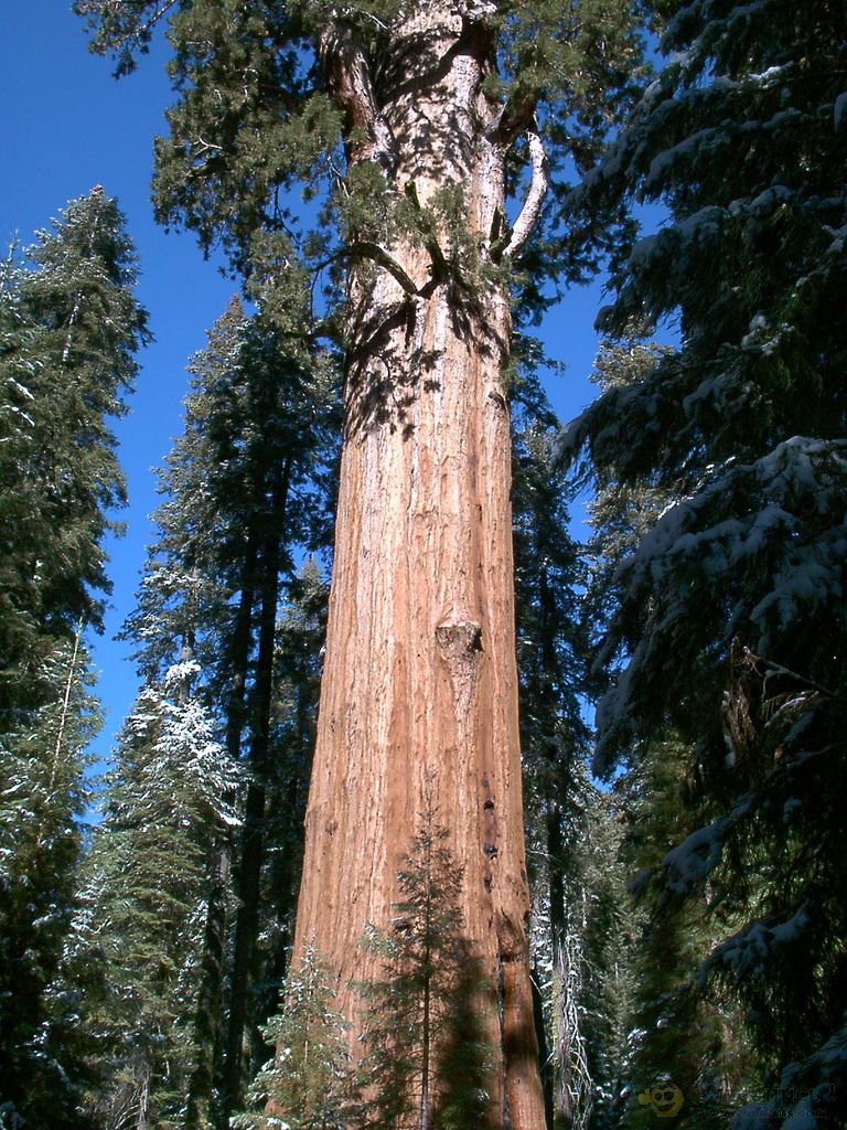 Фотография: 10 высочайших деревьев планеты №2 - BigPicture.ru