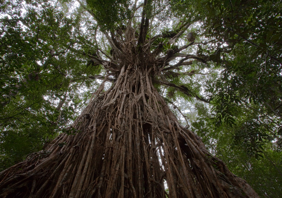 Фотография: Баньян - национальное дерево Индии №3 - BigPicture.ru