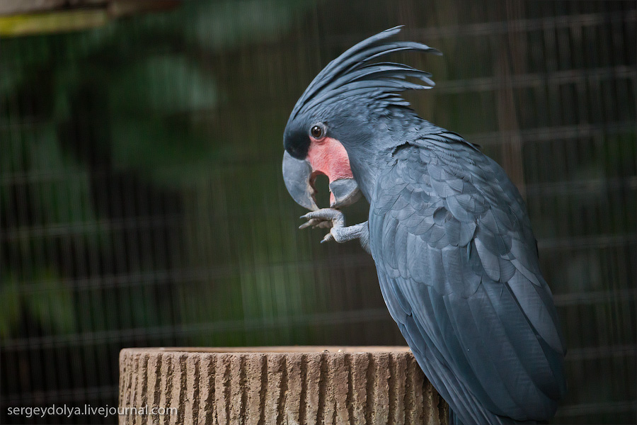Фотография: Сингапурский парк птиц №23 - BigPicture.ru