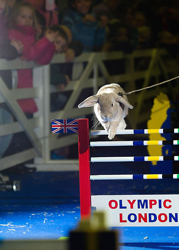 Фотография: В Лондоне прошла кроличья Олимпиада №3 - BigPicture.ru