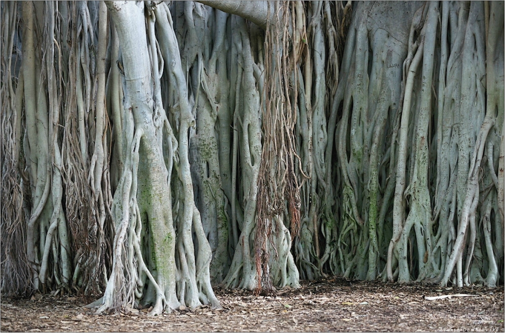 Фотография: Баньян - национальное дерево Индии №4 - BigPicture.ru