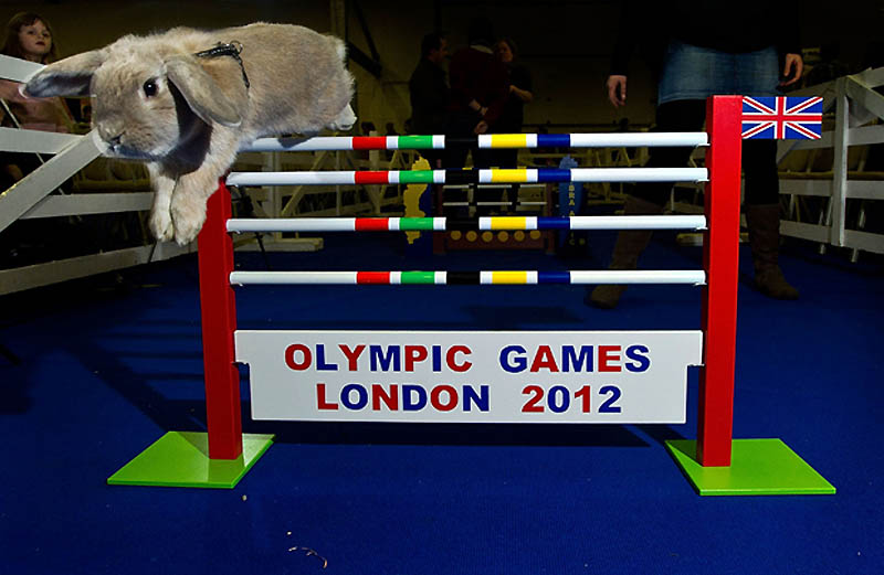 Фотография: В Лондоне прошла кроличья Олимпиада №4 - BigPicture.ru