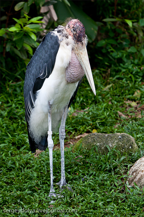 Фотография: Сингапурский парк птиц №34 - BigPicture.ru