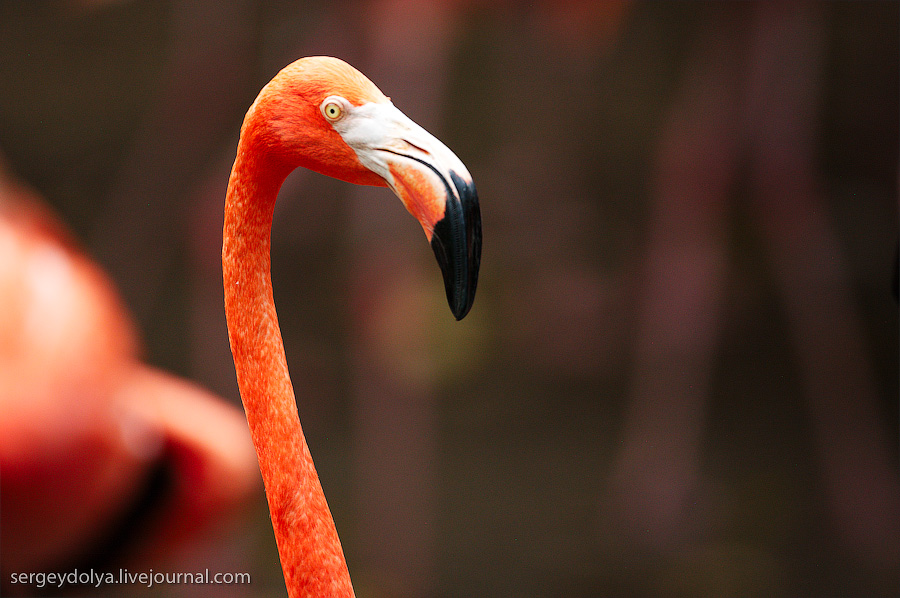 Фотография: Сингапурский парк птиц №39 - BigPicture.ru